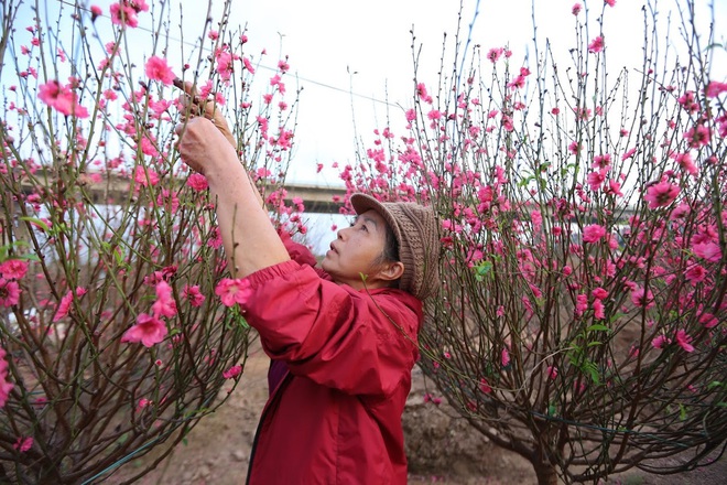 Xót xa vựa đào Nhật Tân nở hoa đỏ rực trước Tết, người dân ngậm ngùi hái bỏ cả nghìn bông - Ảnh 3.