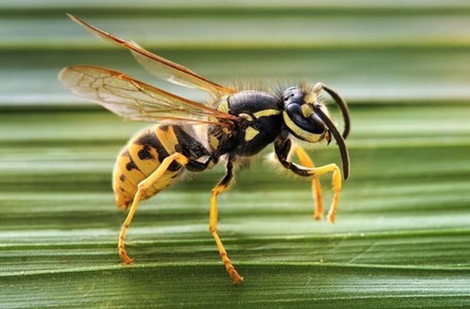 Ong bắp cày giết người trong nháy mắt, sao gọi chúng là ong diệt chủng? - Ảnh 2.