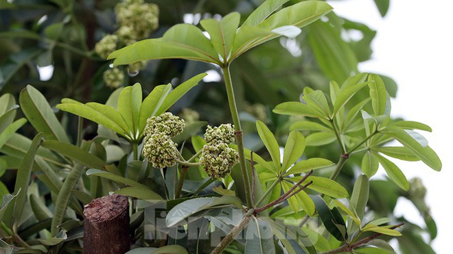 Hàng hoa sữa chuyển từ Hà Nội lên bãi rác Nam Sơn giờ ra sao? - Ảnh 10.