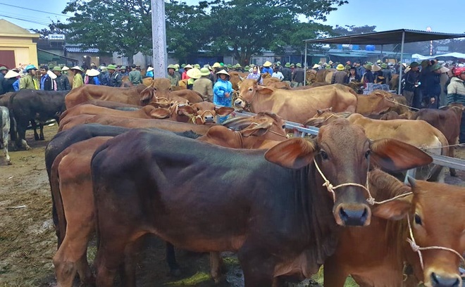 Ghé chợ trâu bò lớn nhất Đông Nam Á ngày cận Tết - Ảnh 17.