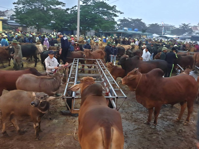 Ghé chợ trâu bò lớn nhất Đông Nam Á ngày cận Tết - Ảnh 10.