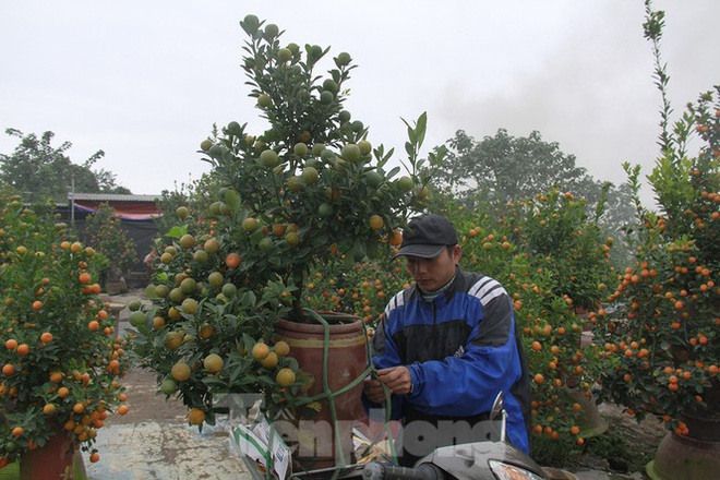 Lạc vào vương quốc quất cảnh ở Hà Nội - Ảnh 5.