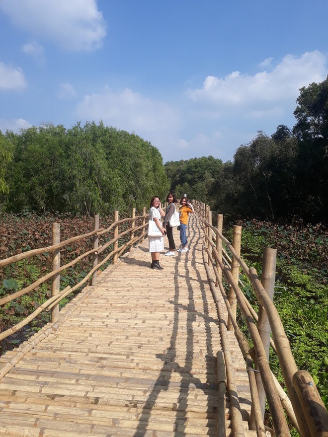  Ngỡ ngàng chiếc cầu tre dài nhất Việt Nam nằm giữa rừng tràm  - Ảnh 2.