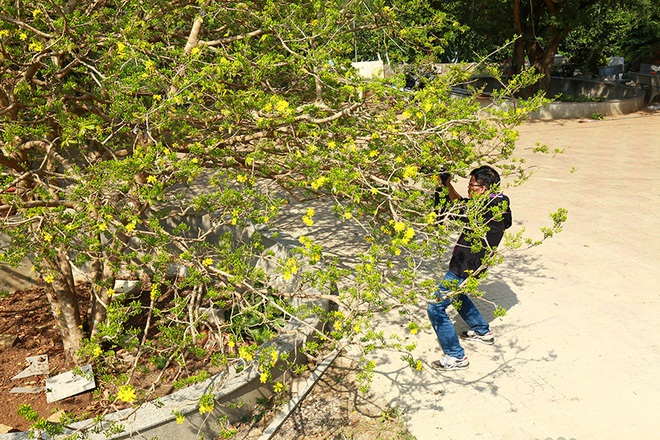 Siêu phẩm mai 5 thân cao 6m tán 10m, nụ ken dày đặc, vô giá - Ảnh 4.