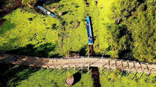  Ngỡ ngàng chiếc cầu tre dài nhất Việt Nam nằm giữa rừng tràm  - Ảnh 4.