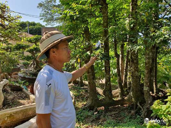 Đắk Lắk: Choáng váng với quần thể khế 19 thân, trả giá 300 triệu đồng chưa bán - Ảnh 1.