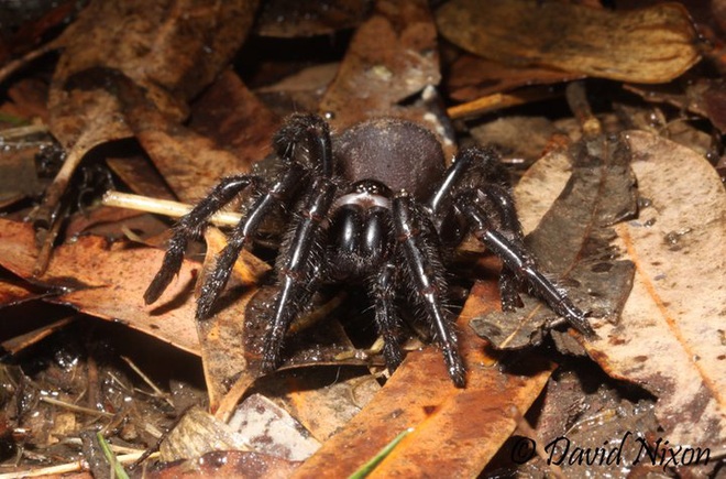 Hậu cháy rừng Úc: Sự trỗi dậy của nhện độc nhất thế giới, khiến nạn nhân chết ngạt trên cạn - Ảnh 1.