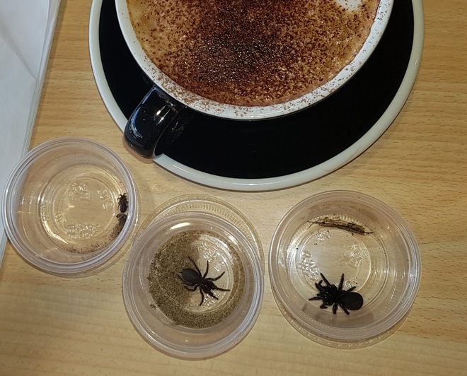 Hậu cháy rừng Úc: Sự trỗi dậy của nhện độc nhất thế giới, khiến nạn nhân chết ngạt trên cạn - Ảnh 2.