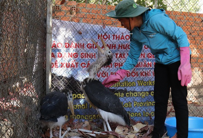 Loài hồng trà độc nhất vô nhị trên thế giới ở Yók Đôn - Ảnh 2.