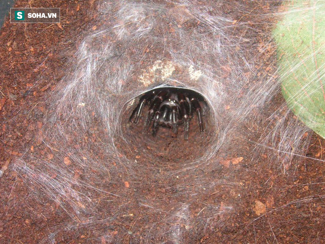 Hậu cháy rừng Úc: Sự trỗi dậy của nhện độc nhất thế giới, khiến nạn nhân chết ngạt trên cạn - Ảnh 3.