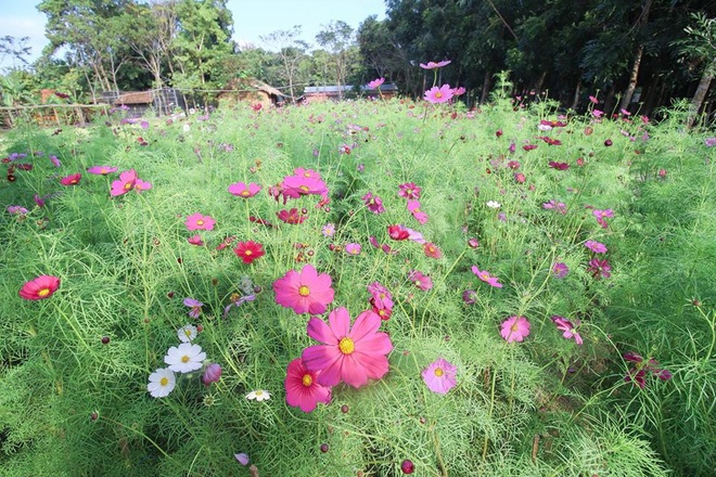 Giới trẻ Đà Nẵng, Quảng Nam hào hứng với khu du lịch sinh thái giữa lòng phố thị - Ảnh 3.