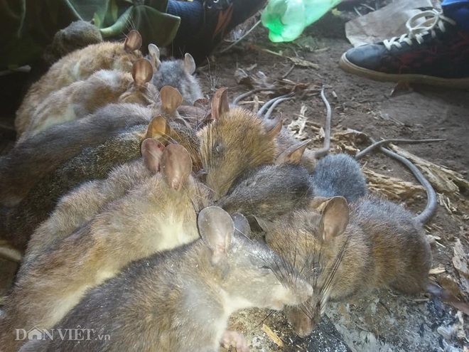 Xuyên đêm, trèo núi cùng anh em A Hù săn chuột rừng béo mẫm - Ảnh 3.