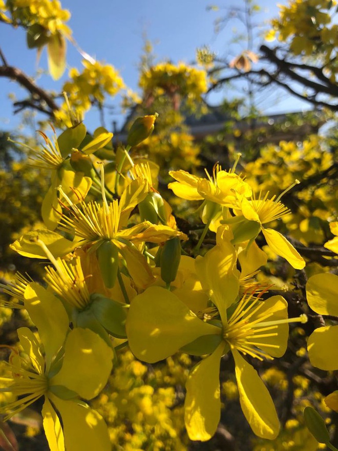 Lạ mắt vườn mai khủng có hoa vàng rực trổ từ ngọn tới rễ  - Ảnh 6.