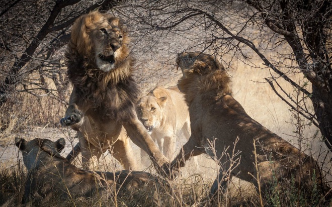 24h qua ảnh: Sư tử đực và cái quyết chiến ác liệt - Ảnh 3.