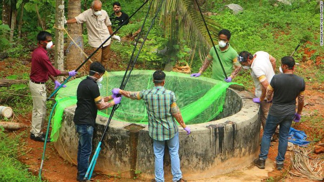 Được mệnh danh là bể chứa virus, sinh vật bị nghi lan truyền virus corona có sự tiến hóa đáng sợ nào? - Ảnh 1.