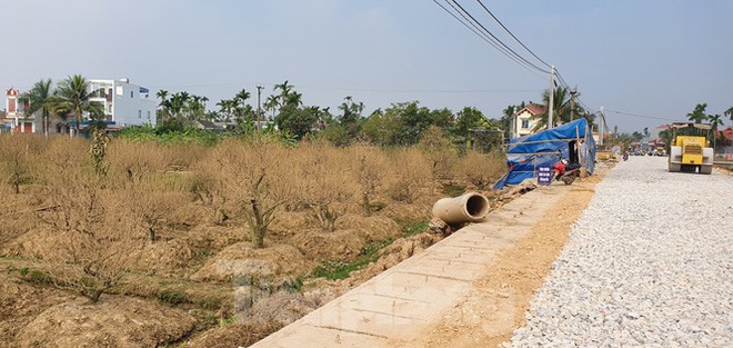 Vụ hơn 1 nghìn gốc đào tết bị bụi phủ trắng xóa: hỗ trợ mỗi cây 50 nghìn đồng - Ảnh 3.