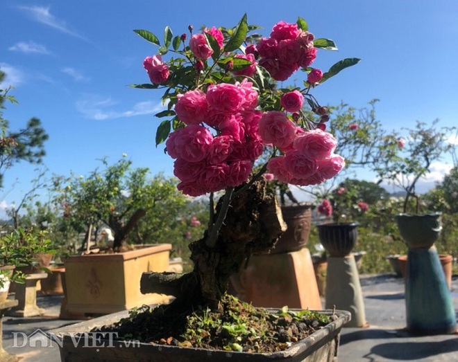 Đột nhập vườn bonsai hoa hồng bạc tỷ của “ông chú” điển trai - Ảnh 4.