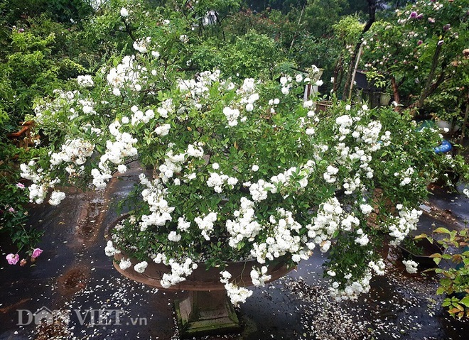 Đột nhập vườn bonsai hoa hồng bạc tỷ của “ông chú” điển trai - Ảnh 5.