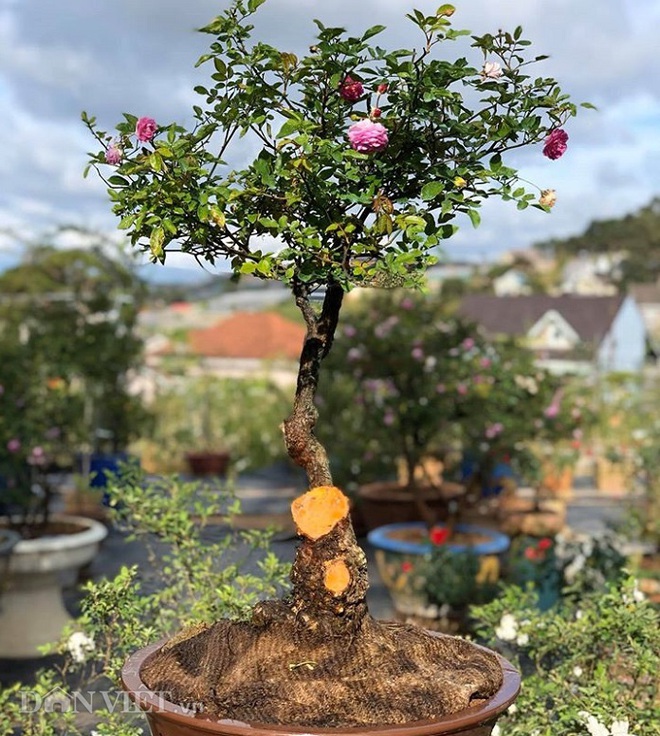 Đột nhập vườn bonsai hoa hồng bạc tỷ của “ông chú” điển trai - Ảnh 7.