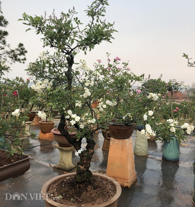 Đột nhập vườn bonsai hoa hồng bạc tỷ của “ông chú” điển trai - Ảnh 8.