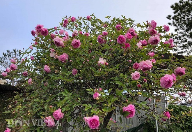 Đột nhập vườn bonsai hoa hồng bạc tỷ của “ông chú” điển trai - Ảnh 10.