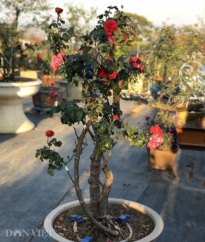 Đột nhập vườn bonsai hoa hồng bạc tỷ của “ông chú” điển trai - Ảnh 12.