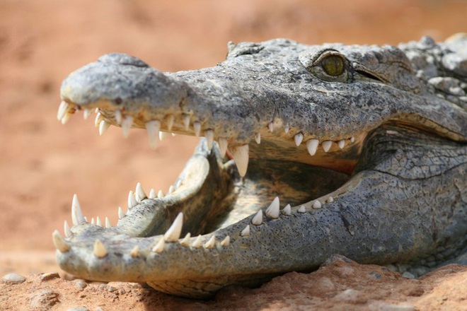 Cá sấu, cá mập: Loài nào nguy hiểm hơn với con người? - Ảnh 1.