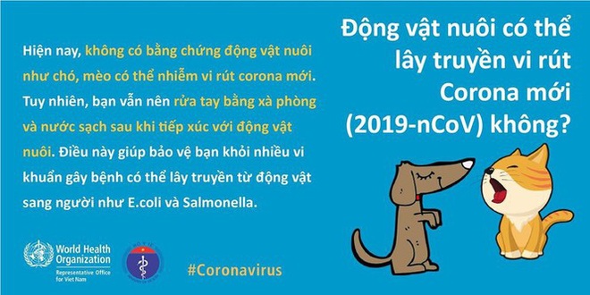 Chuyên gia y tế giải đáp thắc mắc ‘thú cưng’ chó, mèo lây truyền virus corona - Ảnh 1.