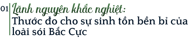 Mồ chôn của sói Bắc Cực: Lụi tàn không phải vì thử thách khắc nghiệt của tự nhiên, thứ gì đang chôn chúng? - Ảnh 1.