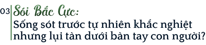 Mồ chôn của sói Bắc Cực: Lụi tàn không phải vì thử thách khắc nghiệt của tự nhiên, thứ gì đang chôn chúng? - Ảnh 5.