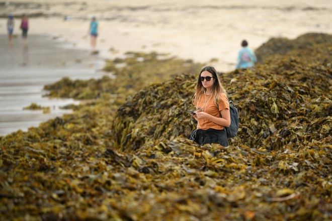 24h qua ảnh: Rong biển phủ kín bãi biển Australia - Ảnh 8.