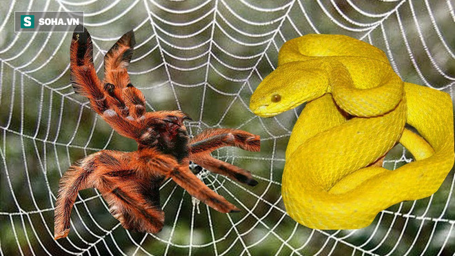 Sát thủ rắn 3 bước cực độc của rừng Amazon khổ sở bị nhện đè đầu cưỡi cổ  - Ảnh 1.