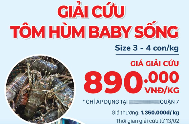 “Rộ” giải cứu tôm hùm trong dịch Covid-19: Vì sao có nhiều mức giá? - Ảnh 2.