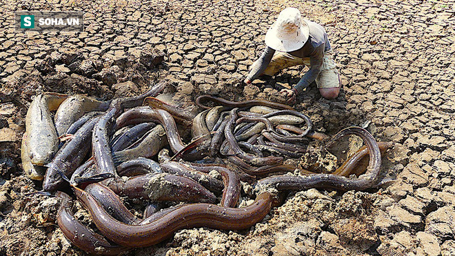 Chỉ với bột Eno v&agrave; dung dịch b&iacute; mật, ch&agrave;ng trai khiến lươn b&ugrave;n thi nhau ngoi l&ecirc;n mặt đất - Ảnh 3.