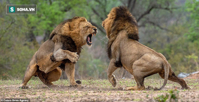 Vị vua già bị sư tử trẻ khiêu chiến: Cuộc đấu đẫm máu quyết định ngai vàng - Ảnh 1.
