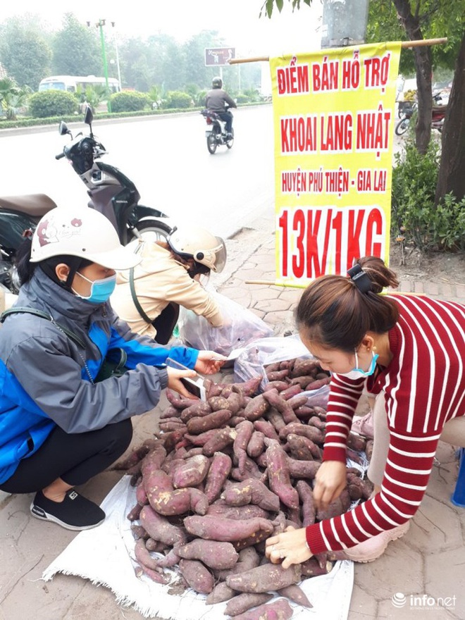 Khoai lang Nhật giải cứu đầy vỉa hè Hà Nội, thương nhân bán giá 13.000 đồng/kg - Ảnh 12.