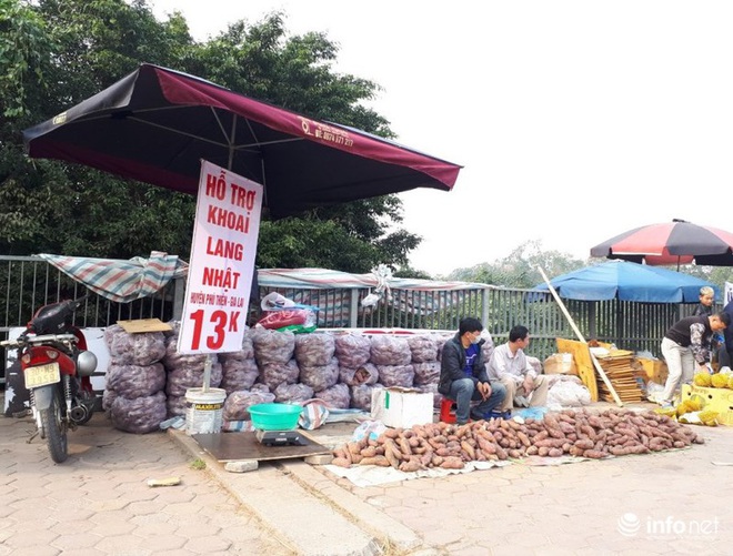 Khoai lang Nhật giải cứu đầy vỉa hè Hà Nội, thương nhân bán giá 13.000 đồng/kg - Ảnh 7.