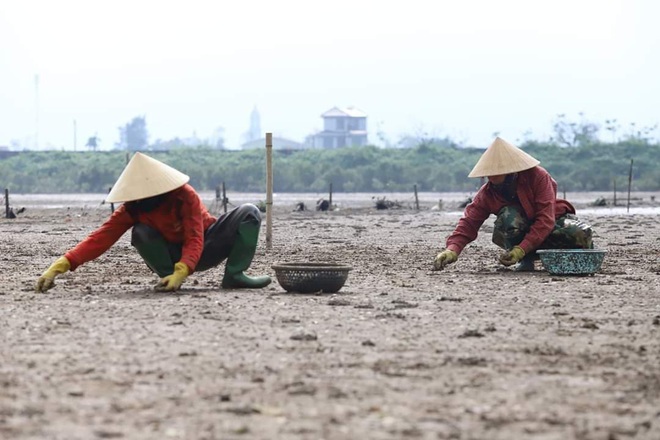 Ngao chết nổi lên trắng đầm, nước mắt dân làng nghề lại... rơi xuống - Ảnh 3.