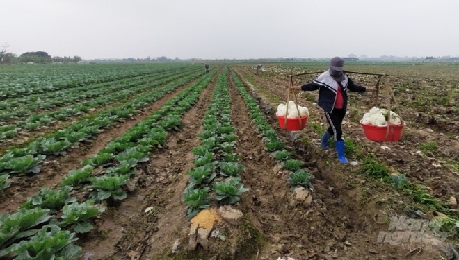 Rau xanh tăng giá, thương lái tranh mua - Ảnh 1.