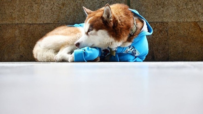 Câu chuyện về Hachiko của nước Nga: Chú chó Husky mặc tấm áo xanh, ngày ngày nằm ngoài vỉa hè giá rét chờ chủ đi làm về - Ảnh 1.