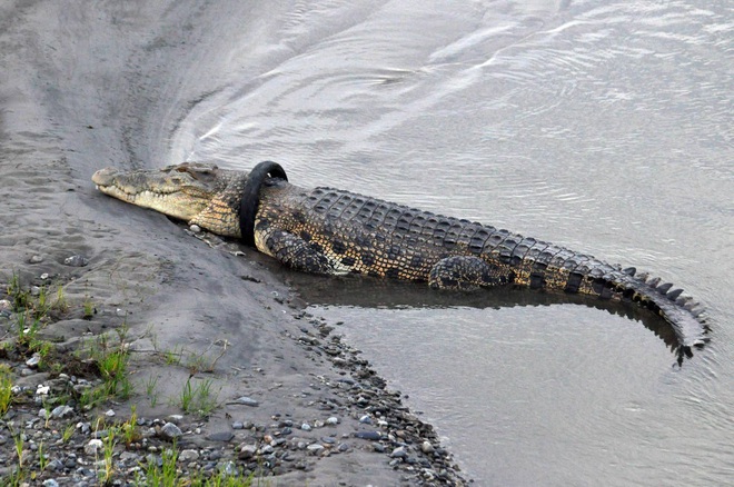 24h qua ảnh: Cá sấu khổng lồ ở Indonesia bị lốp xe cuốn cổ - Ảnh 2.