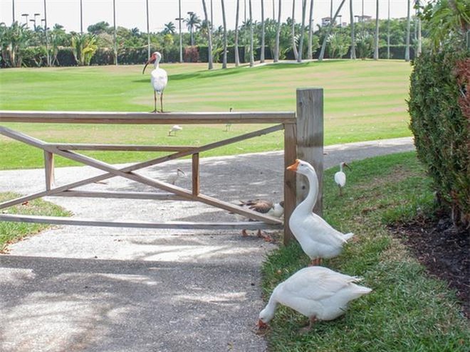 Hòn đảo dành cho giới siêu giàu: Cát trên bãi biển được nhập khẩu từ nước ngoài và cư dân đều có thu nhập trung bình từ 50 tỷ/tháng - Ảnh 9.