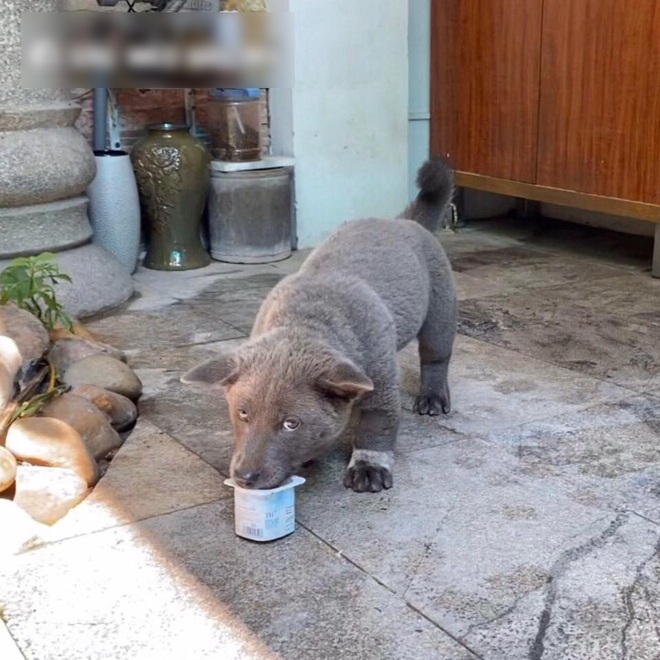 Lộ diện hội cạ cứng của Nguyễn Văn Dúi, chú chó màu nâu đất xuất hiện khiến dân tình đảo lộn, idol Dúi suýt “ra rìa” - Ảnh 5.