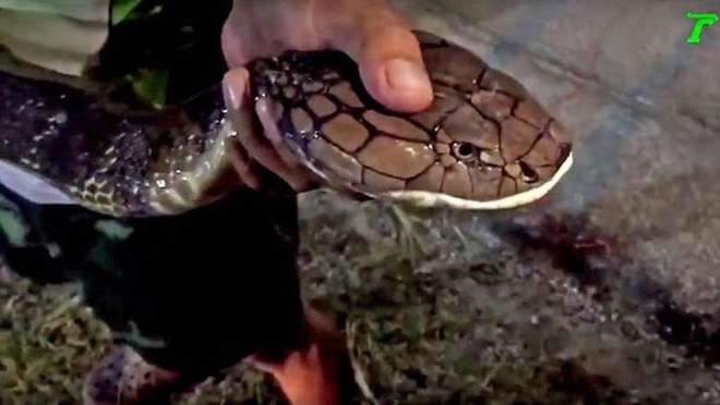 Thiên nhiên kỳ bí: Hé lộ vùng đất của rắn hổ mang chúa khổng lồ như phim kinh dị - Ảnh 5.