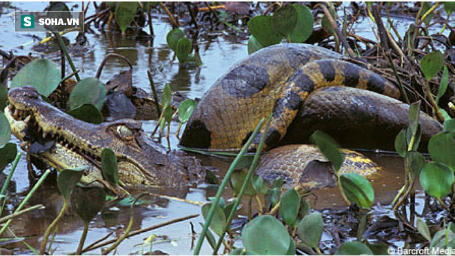 Tưởng được trăn Nam Mỹ buông tha, ngờ đâu cá sấu nhận trái đắng sau đó - Ảnh 1.