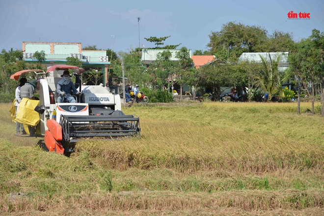 Cận cảnh hạn, mặn khốc liệt nhất lịch sử ở Tây Nam Bộ - Ảnh 7.