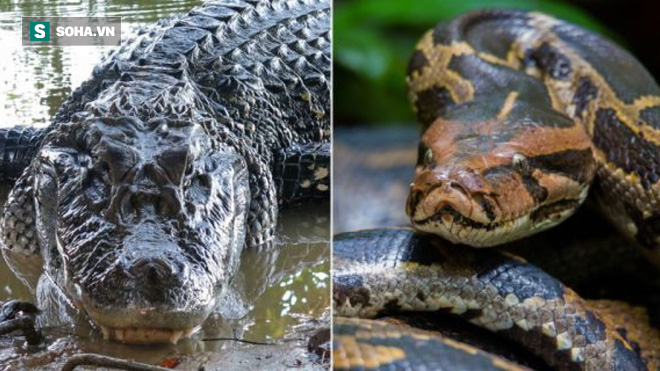 Cá sấu mõm ngắn đại chiến trăn Miến Điện: Kẻ xâm lấn nhận lại ê chề - Ảnh 1.