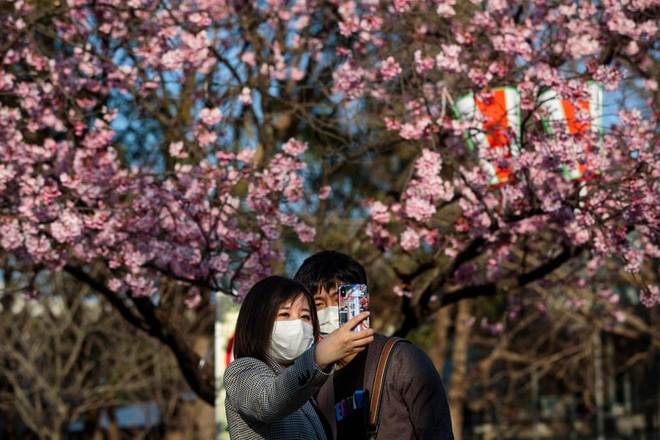 24h qua ảnh: Cặp đôi chụp ảnh với hoa anh đào ở Nhật Bản - Ảnh 7.