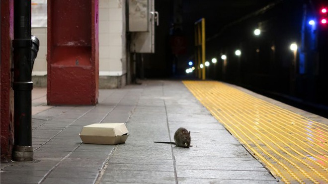 Chuột ở các thành phố lớn đã đột biến gen để thích nghi với cuộc sống đô thị - Ảnh 2.