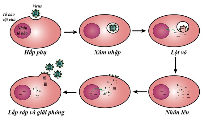 TS Nguyễn Quốc Thục Phương: Nắng nóng mùa hè có giết được virus gây bệnh COVID-19 không? - Ảnh 5.